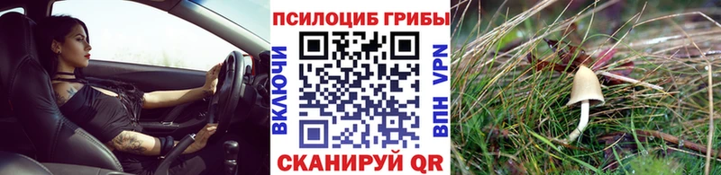 Галлюциногенные грибы Psilocybe  блэк спрут вход  Сыктывкар 